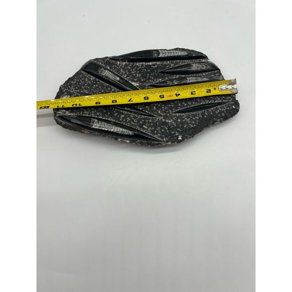 Fossils Orthoceras (???) Plate Plague SQUID, Home Decor 7" x 11"  READ - Picture 11 of 13